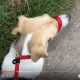 Dogs & Co Figure of Eight Lead