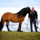 tullis matson stallion ai
